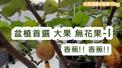 無花果樹種植|【無花果樹 種植】無花果樹種植｜掌握關鍵步驟，輕鬆收成甜蜜 